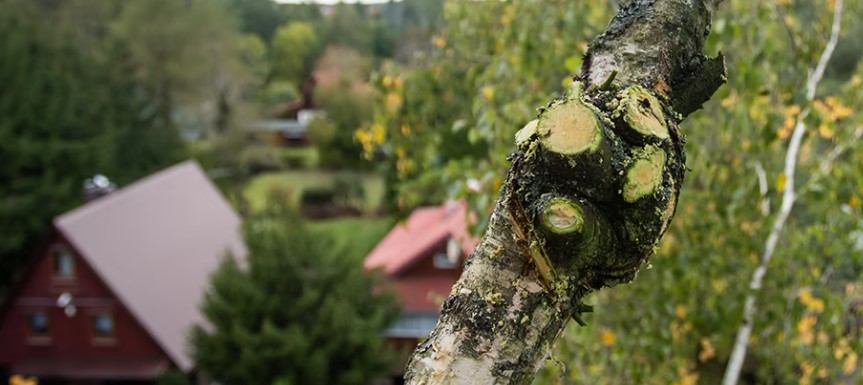 wycinka drzew warszawa